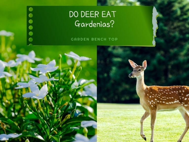 Do Deer Eat Gardenias