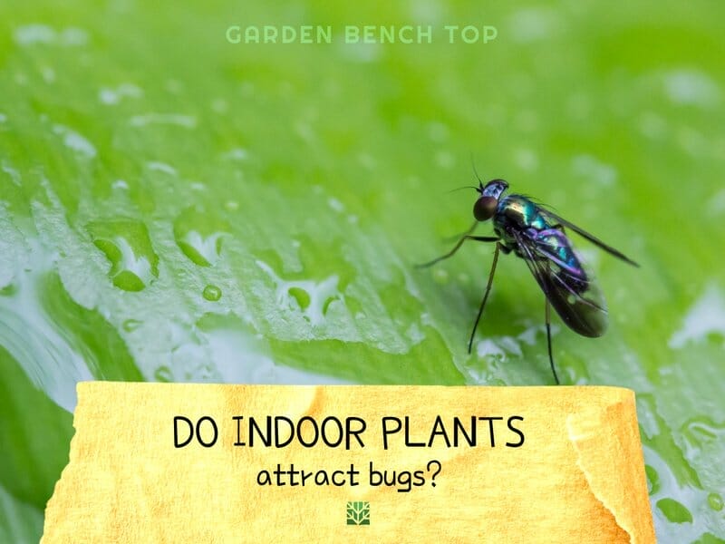 Do Indoor Plants Attract Bugs
