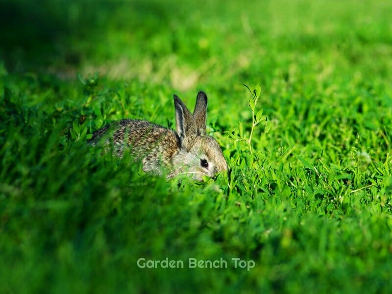 Do rabbits eat tomatoes off the vine