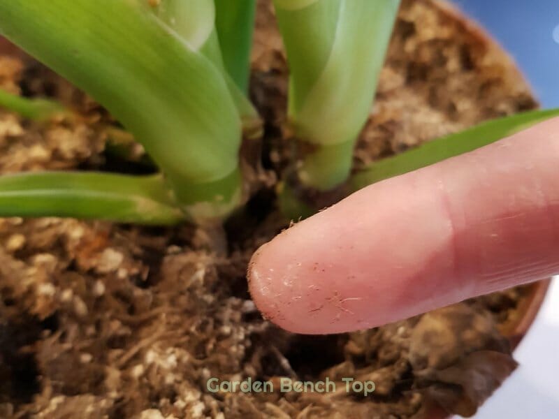 when to bottom water houseplants - dry soil