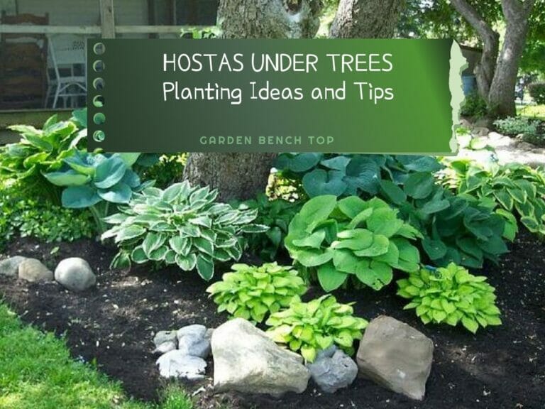 Hostas Around Trees