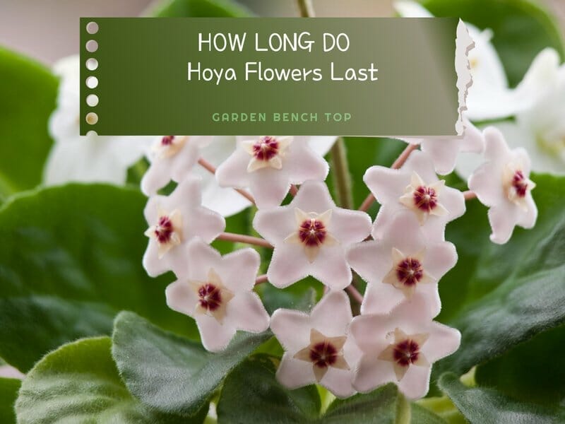 How long do hoya flowers last?