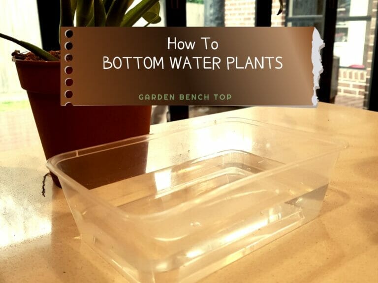 How to Bottom Water Plants