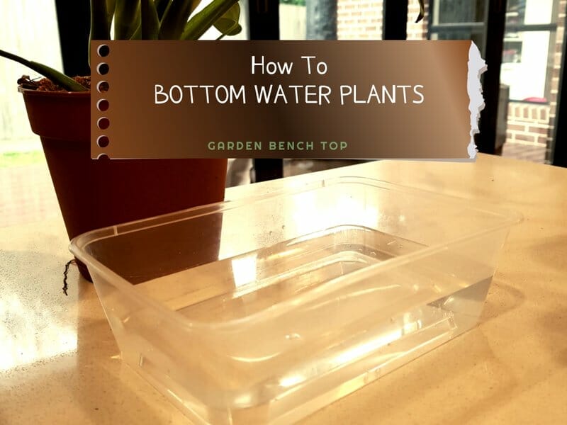 how to bottom water plants