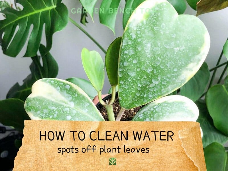 How to Clean Water Spots off Plant Leaves