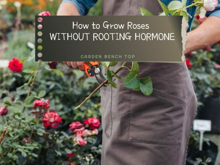 How to Grow Roses from Cuttings without Rooting Hormone