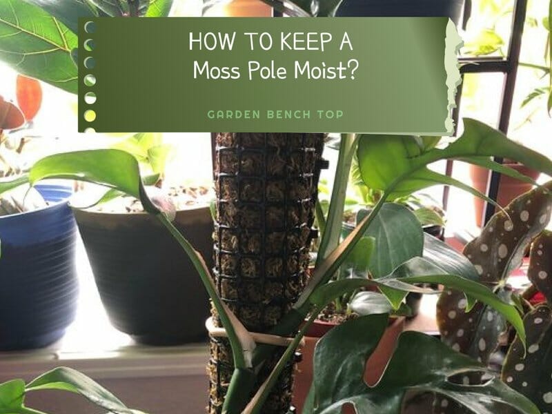 How to Keep Moss Pole Moist