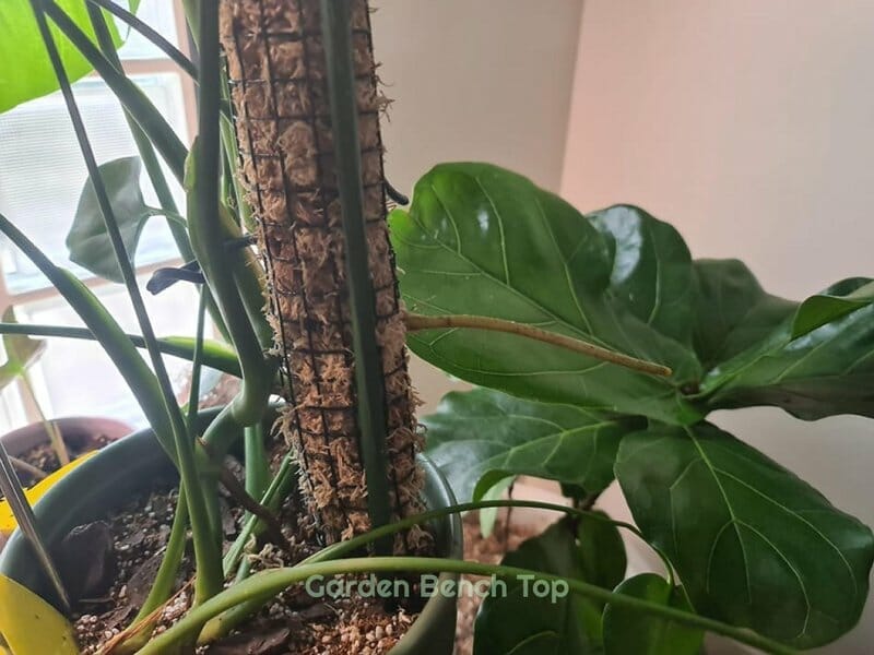 how to keep your moss pole upright
