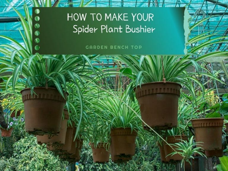 How to Make Spider Plant Bushier