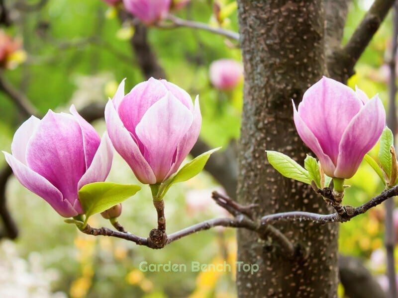 How to keep magnolias blooming