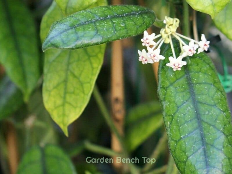 Hoya Globulosa Appearance