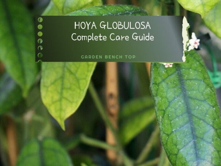 Hoya Globulosa Care Guide