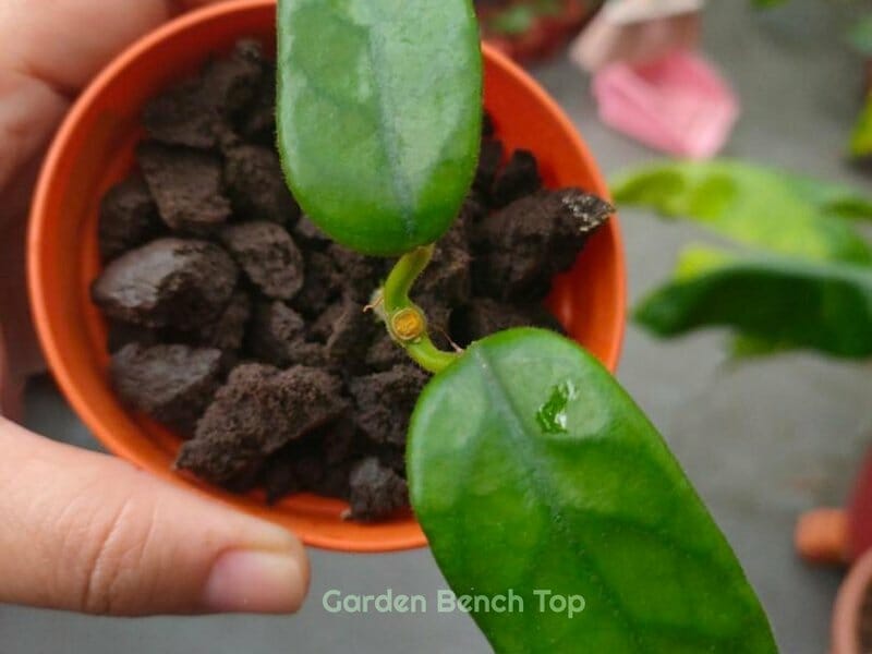 Hoya Globulosa Propagation Steps