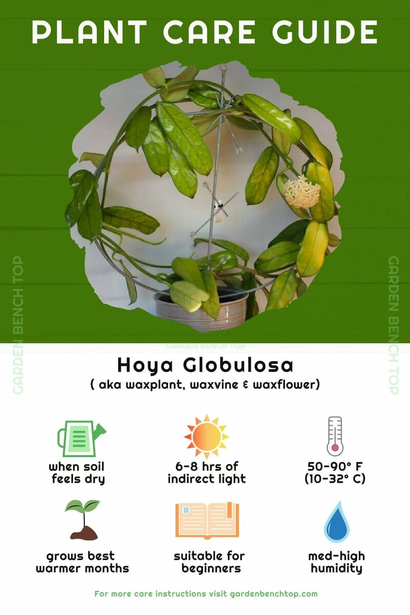 Hoya Globulosa Quick Care Guide