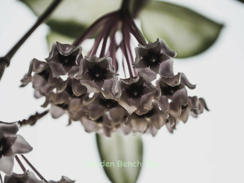 Hoyas and their blooms