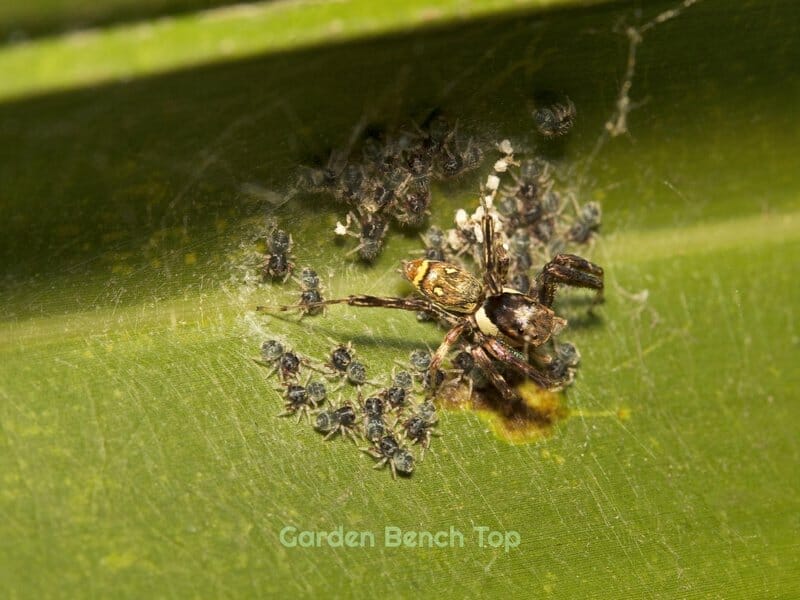 Indoor plants attract spiders