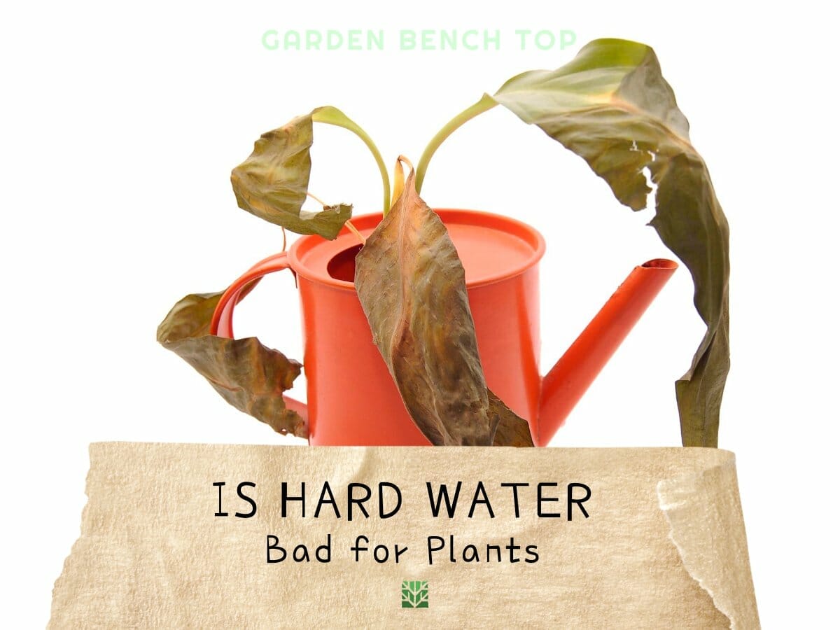 Is Hard Water Bad for Plants? [ANSWERED + SOLUTIONS]