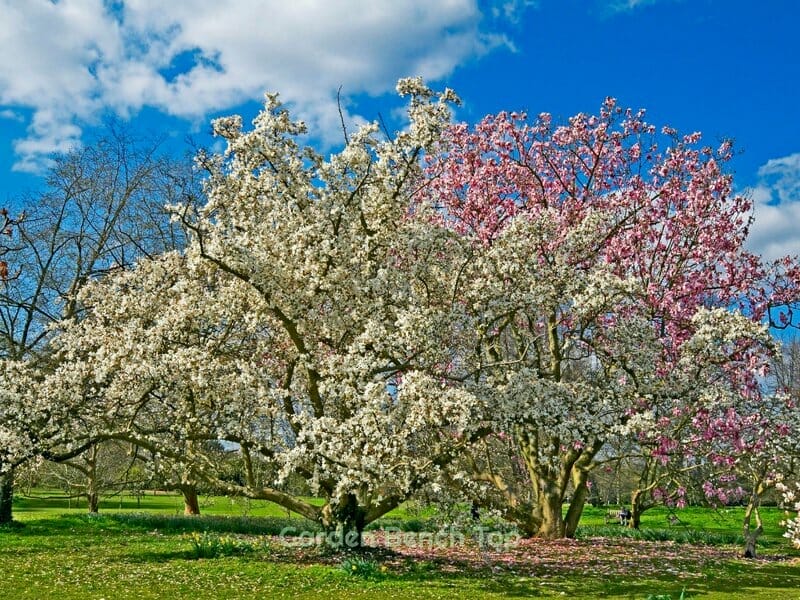 Magnificent Magnolia Tree