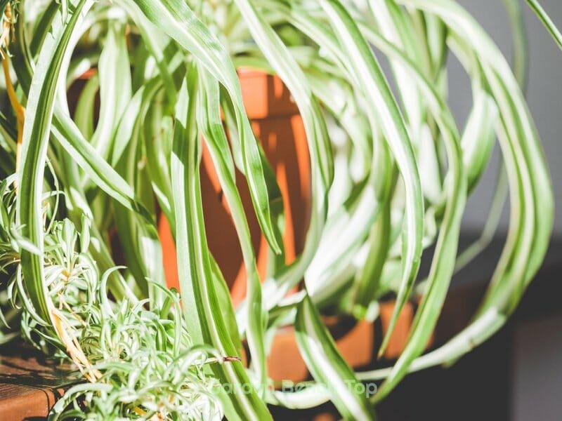 Pale and Limp Spider Plant
