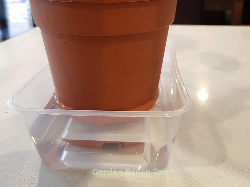 placing plant in water