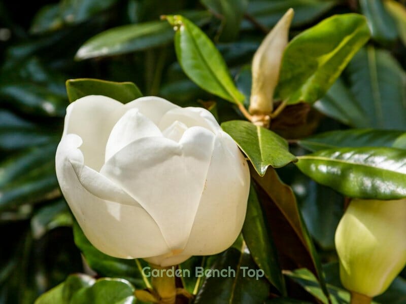 Regions determine when white magnolia blooms