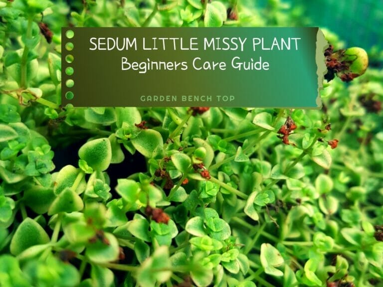 Sedum Little Missy Plants