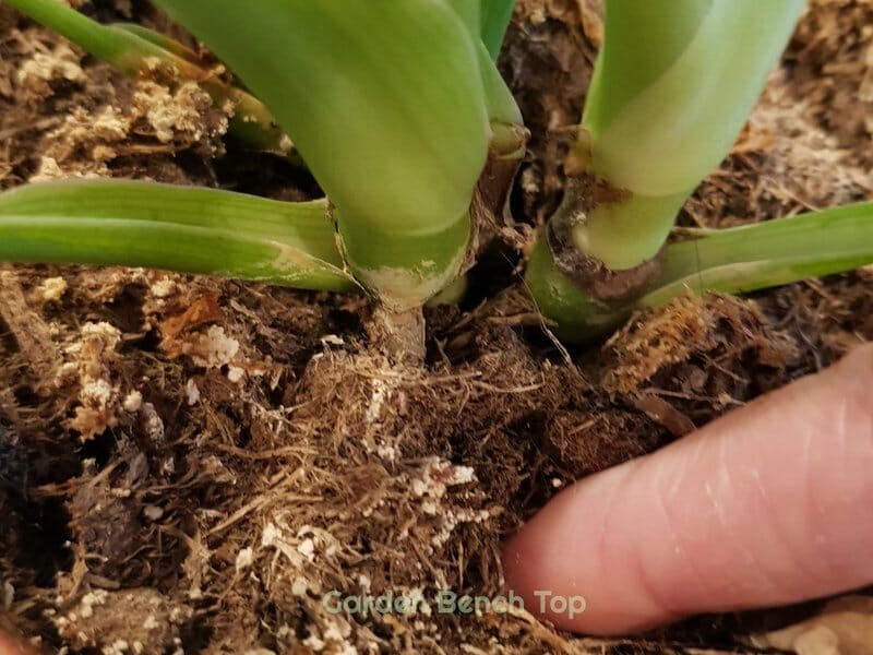 test your soil to see if moist