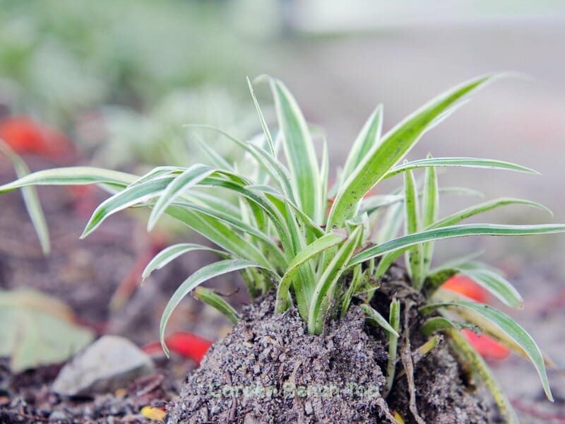 Spider Plant Trouble Shooting Guide