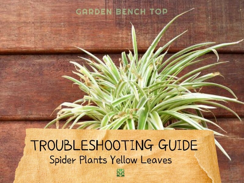 Spider Plant Yellow Leaves