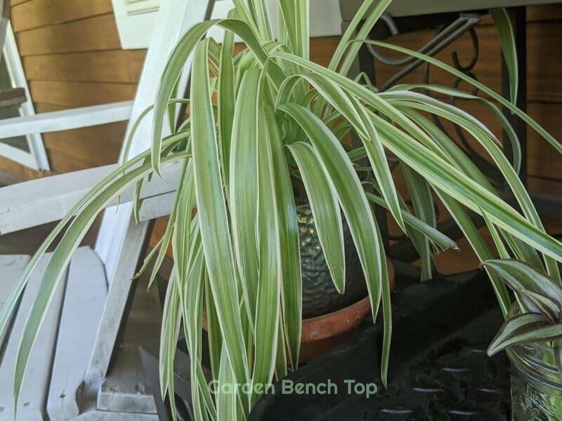 Spider Plant losing color and flat