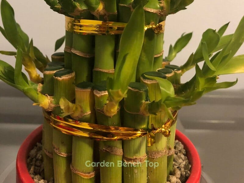 Starving Bamboo with yellow leaves and stem