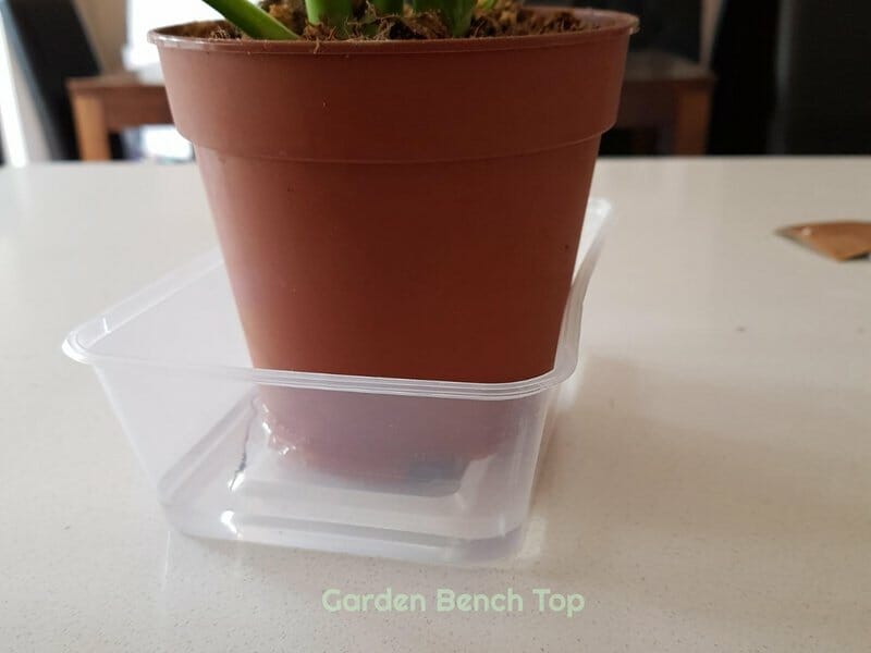 Water absorbed bottom up watering