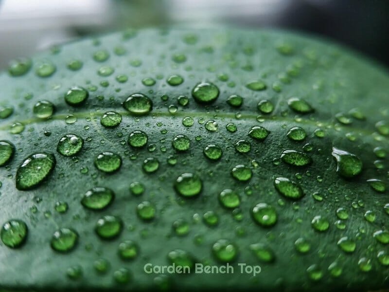 Water spots on plant leaves