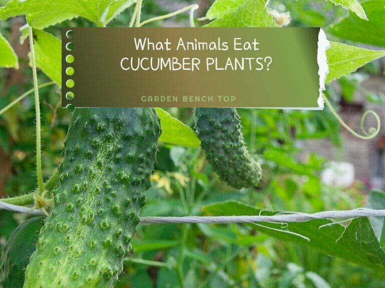 What Animals Eat Cucumber Plants