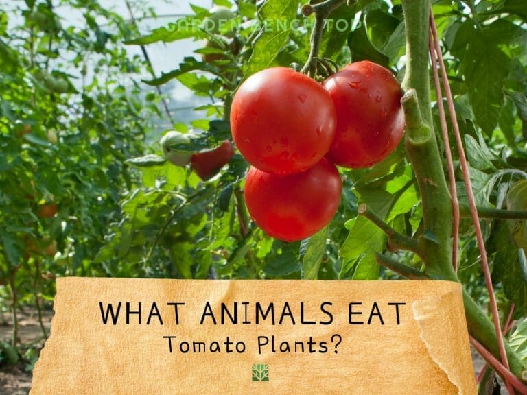 What Animals Eat Tomato Plants