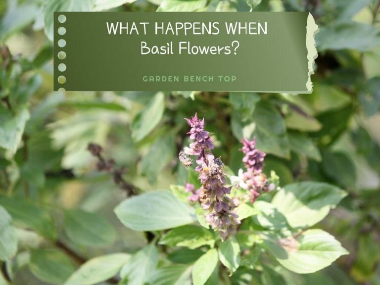 What Happens When Basil Flowers
