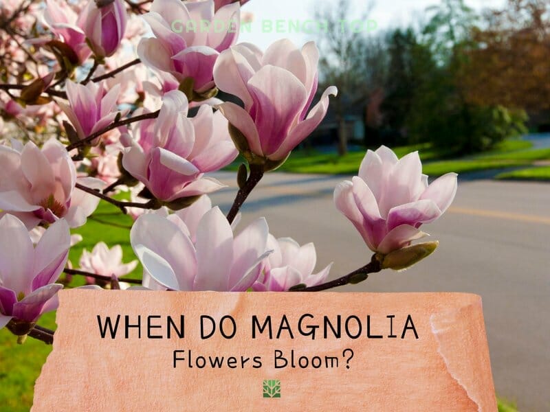 When Do Magnolias Bloom