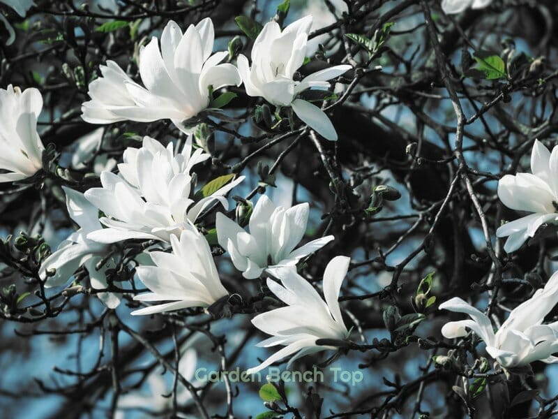 When do magnolia trees bloom