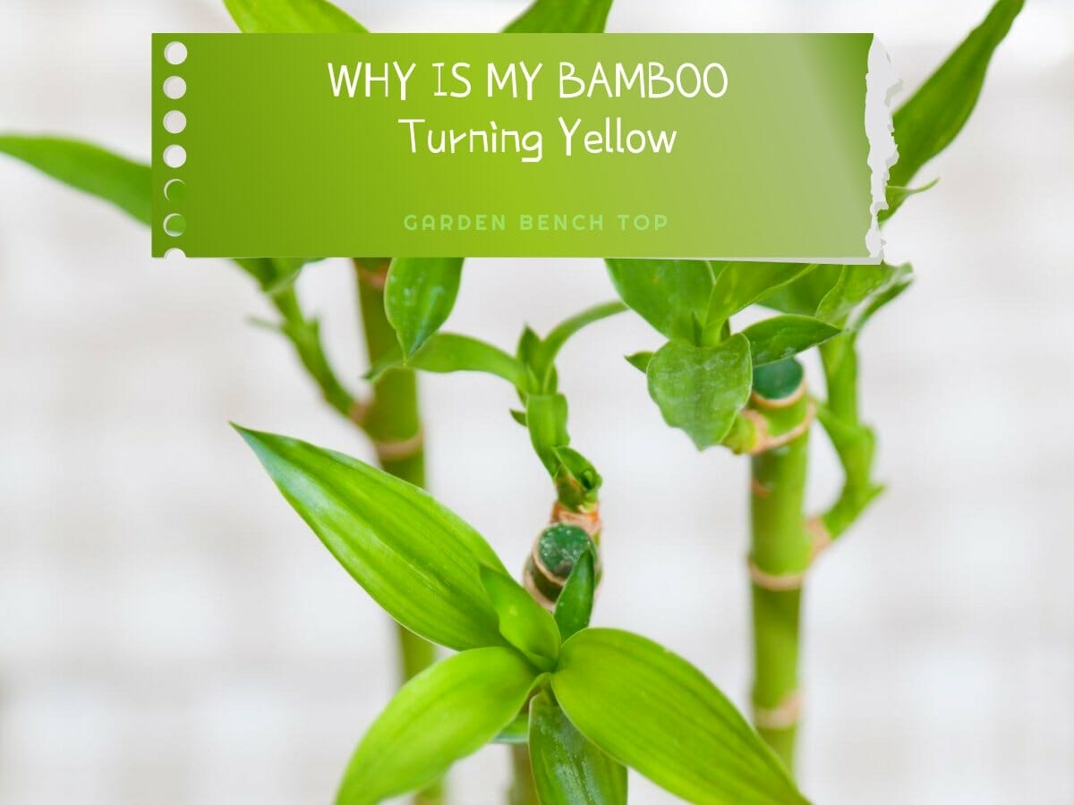 Why is my Bamboo Turning Yellow? How to Revive Your Lucky Bamboo