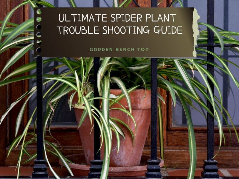 Why is My Spider Plant Dying? Trouble shooting guide
