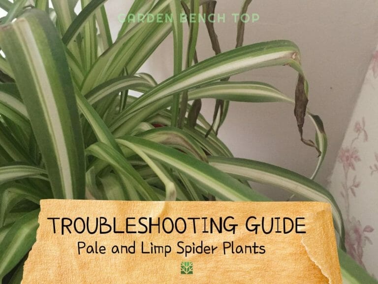 Why is my Spider Plant Pale and Limp