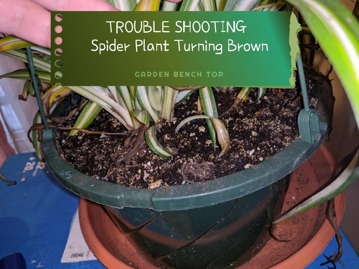 why-is-my-spider-plant-turning-brown-answered