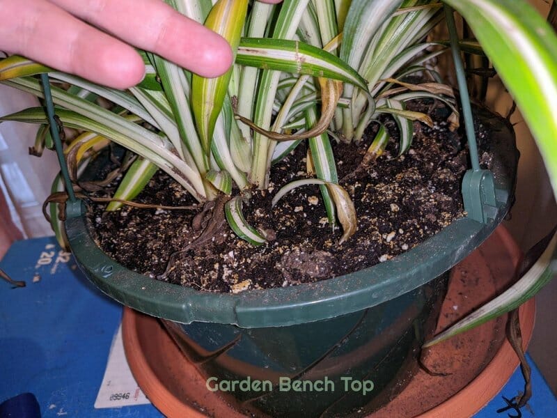 Why is my Spider plant Brown at the Tips?