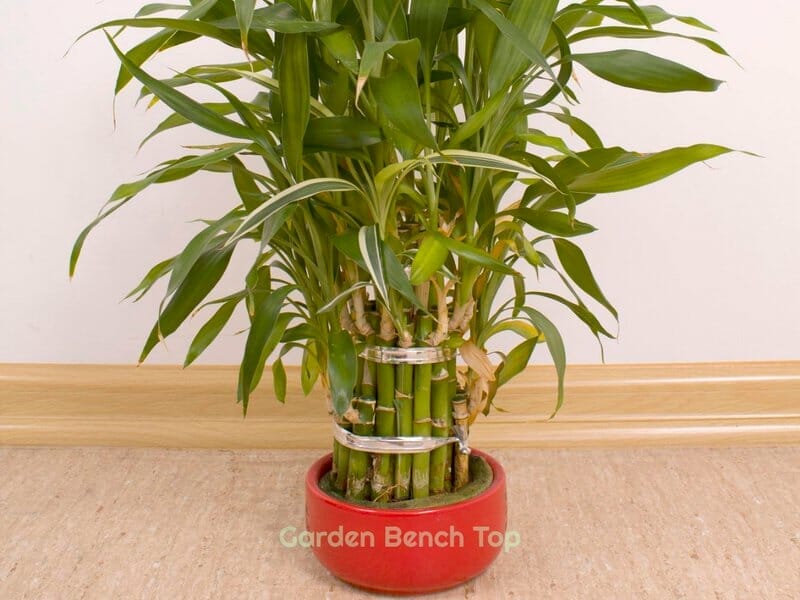 Yellow Bamboo suffering from disease