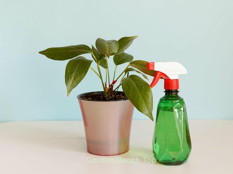 clean water stains off leaves