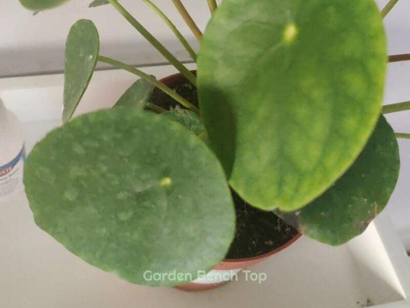 hard water stains on leaves