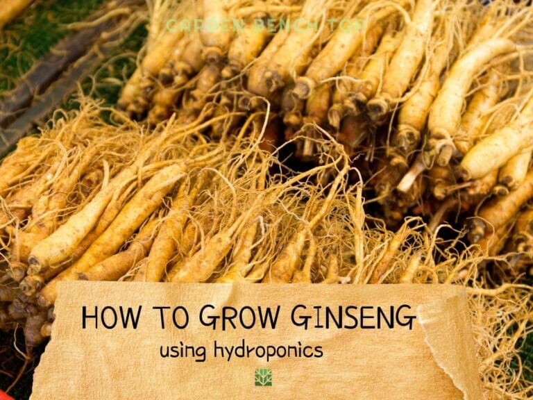 How to Grow Ginseng Hydroponically
