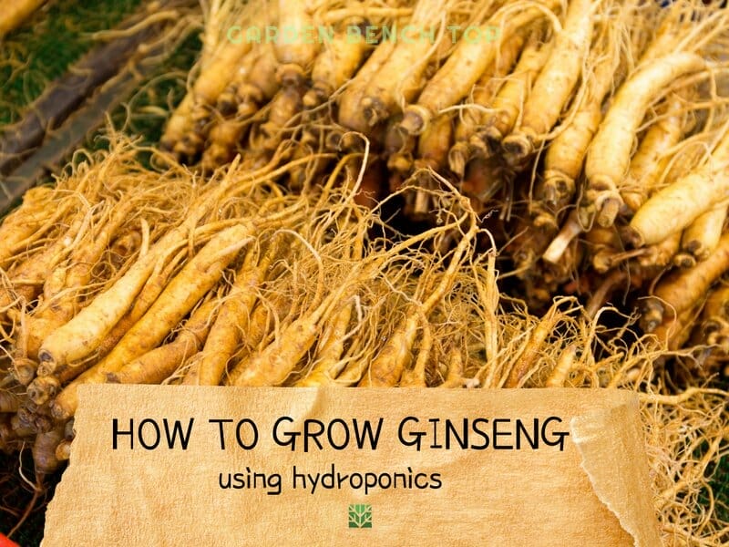 how to grow ginseng hydroponically