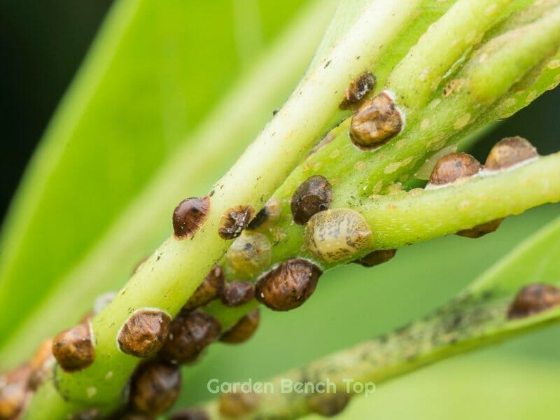 scale insect on plant