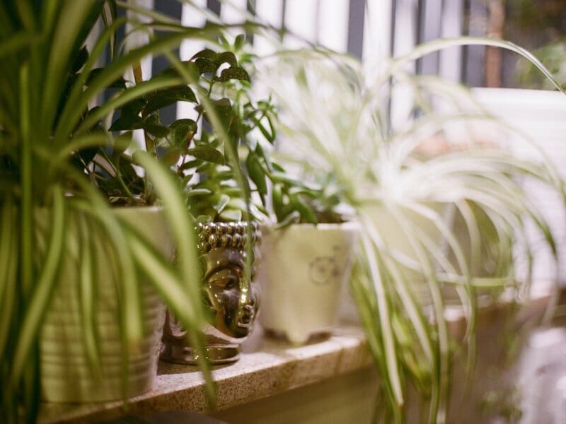 spider plants need indirect sunlight to thrive